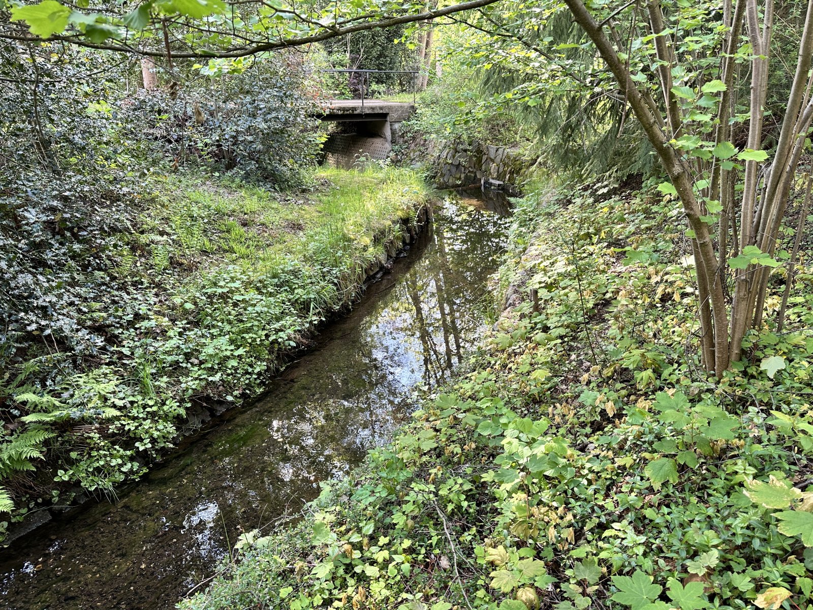 Auerbacher Bach